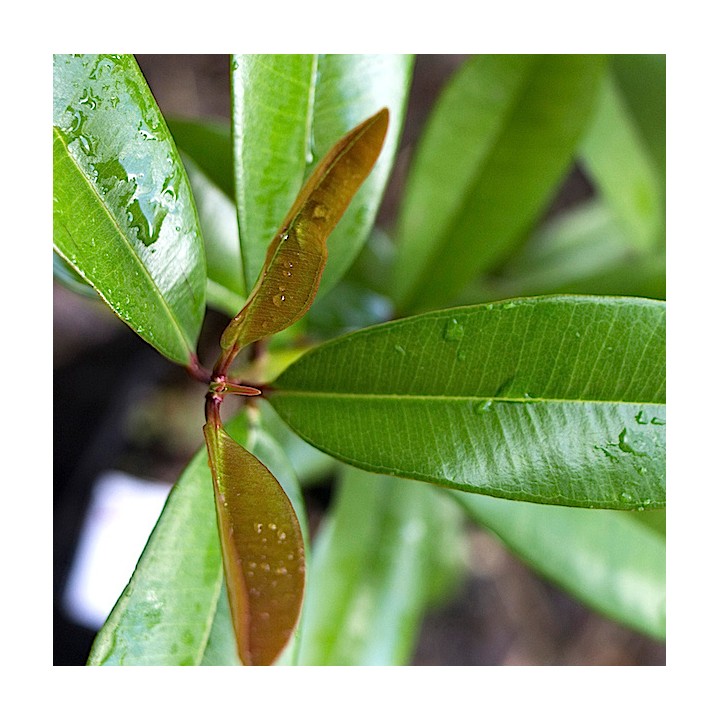 Pimenta racemosa (Bois d'Inde)