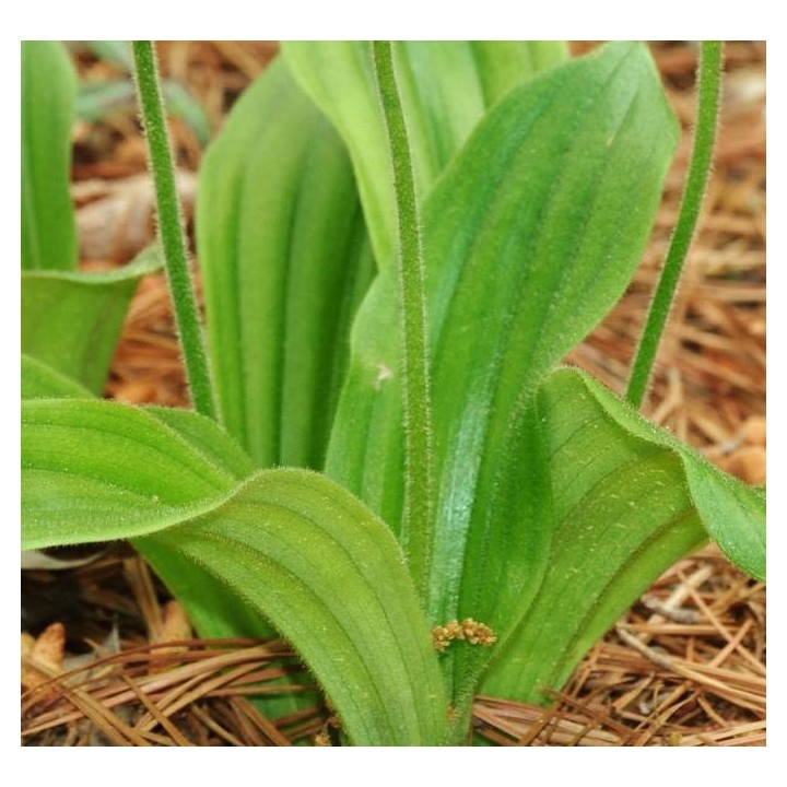 Cypripedium "Otto" (Orchidées terrestres)