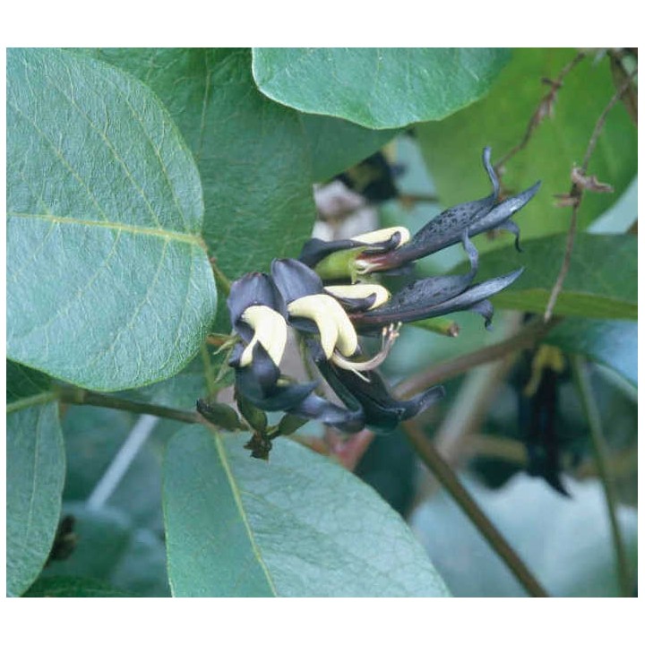 Kennedia nigricans (Pois corail noir)