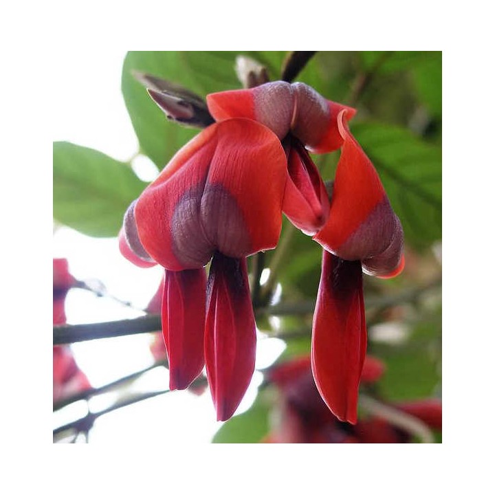 Kennedia rubicunda (Pois corail rouge)
