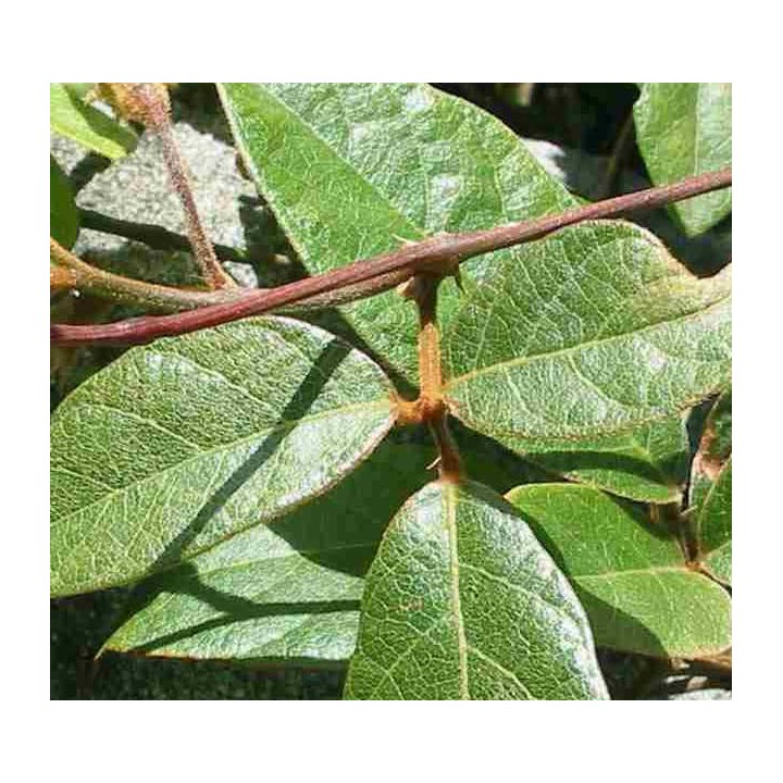 Kennedia rubicunda (Pois corail rouge)