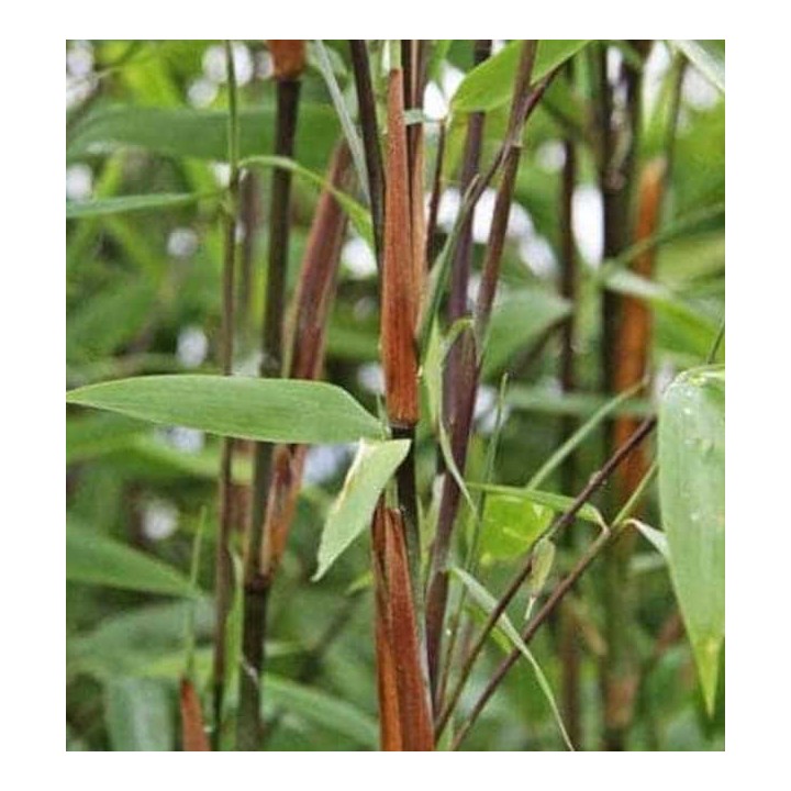 Fargesia nitida "Winterjoy" (nitida x murielae) (Bambou non traçant)