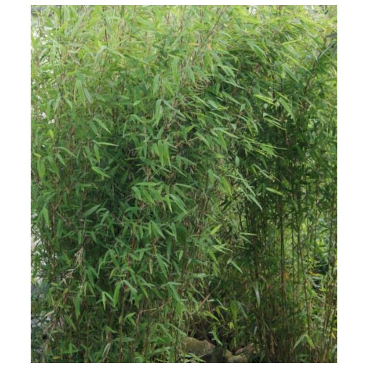 Fargesia Obelisk (murielae x nitida) (Bambou non traçant)