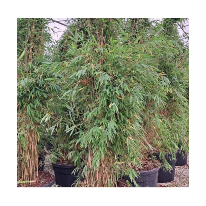 Fargesia Obelisk (murielae x nitida) (Bambou non traçant)