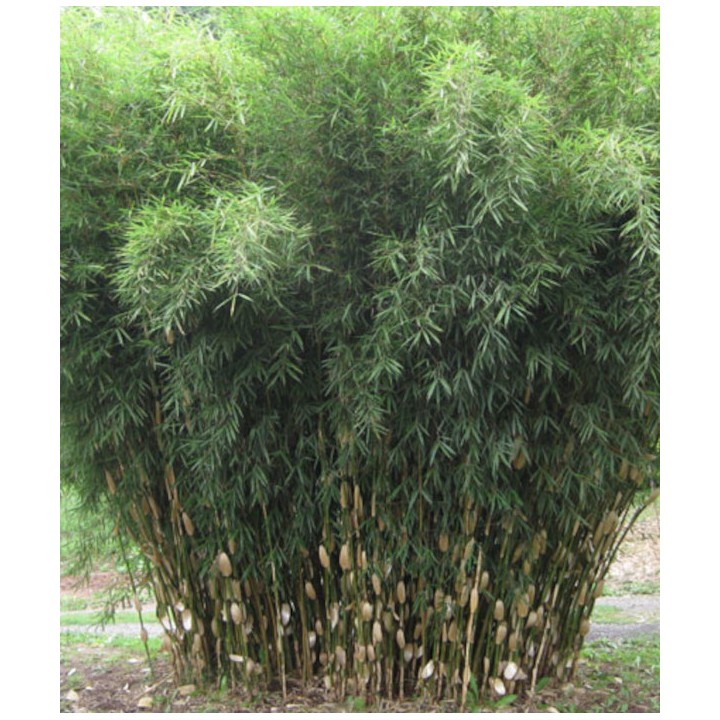 Fargesia Robusta "Campbell" (Bambou non traçant)