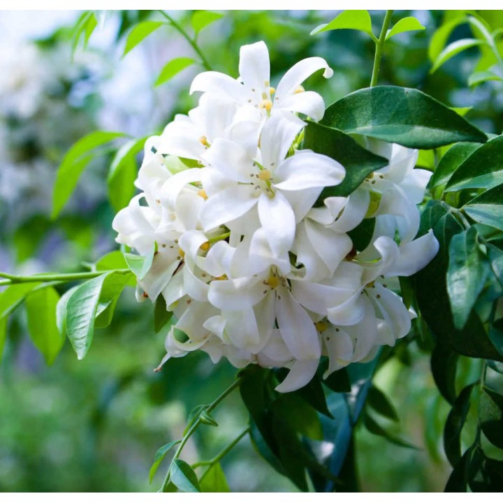 Murraya paniculata (Buis de Chine, Bois jasmin, Oranger jasmin)