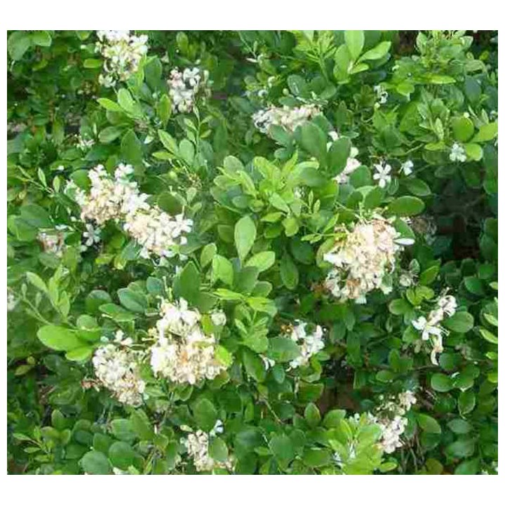 Murraya paniculata (Buis de Chine, Bois jasmin, Oranger jasmin)
