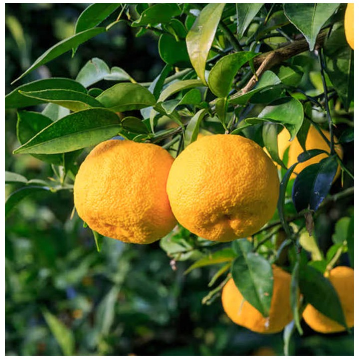 Agrumes citrus junos Yuzu 5 (citronYuzu)