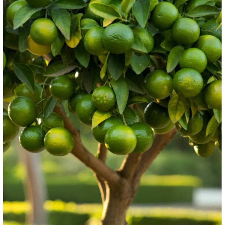 Citrus aurantifolia bears (citron vert gros fruit)