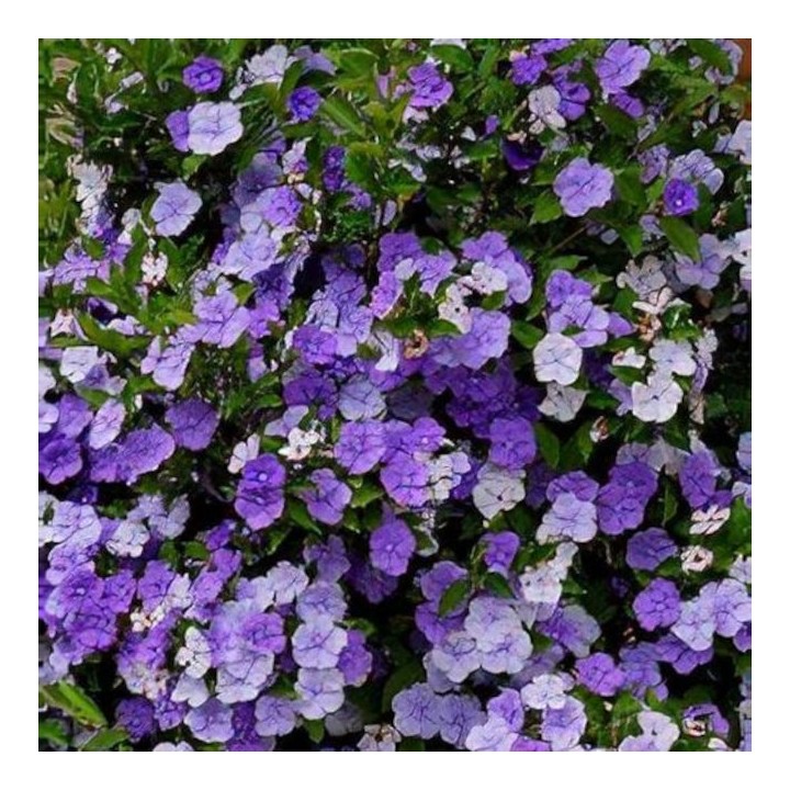 Brunfelsia pauciflora (Hier, aujourd'hui, demain - Brunfelsie)