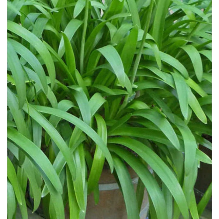 Agapanthe umbellatus (Agapanthe)