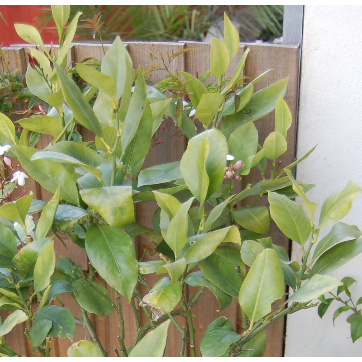 Agrumes citrus osbeck Lima Rosso (citron rouge)
