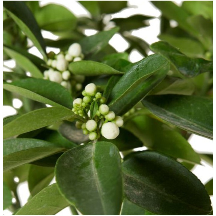 Citrus medica digitata (main de Bouddha)
