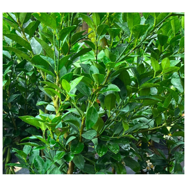 Citrus aurantifolia (citron vert)