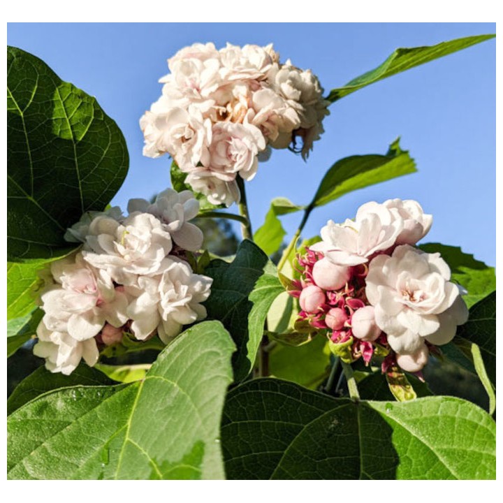Clerodendrum fragrans (syn. C. philippinum) Clérodendron