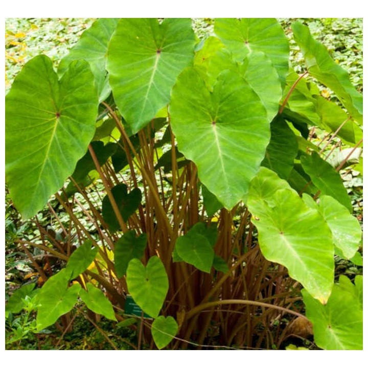 Colocasia esculenta var. Chine rose (Oreille d'éléphant)