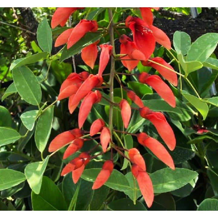 Erythrina crista-galli SPECIMEN