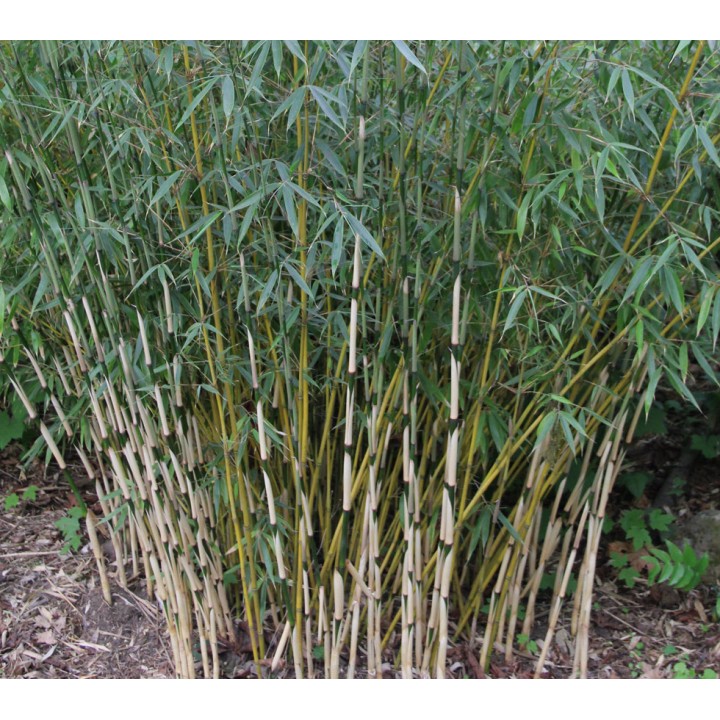 Fargesia Robusta 'Pingwu' 