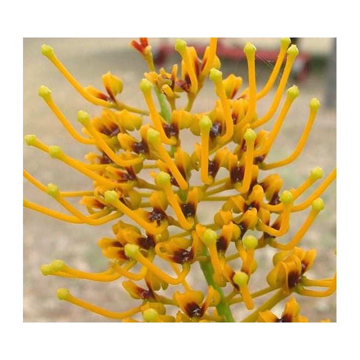 Grevillea robusta