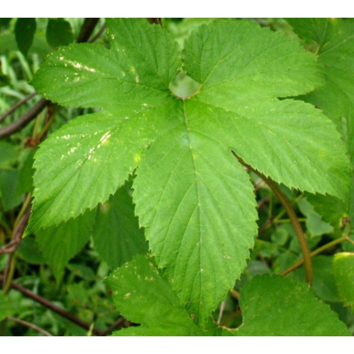 Humulus lupulus (houblon)