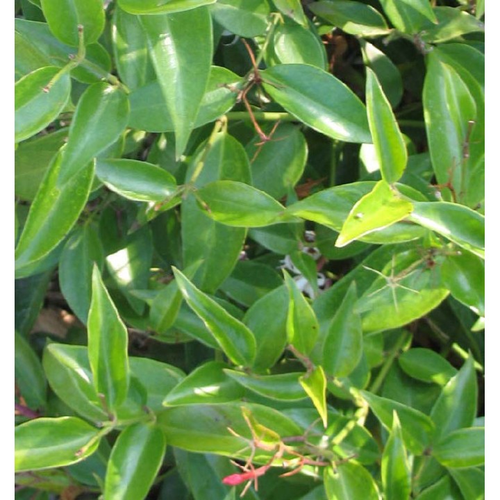 Jasminum nitidum (Jasmin Aile d'Ange)