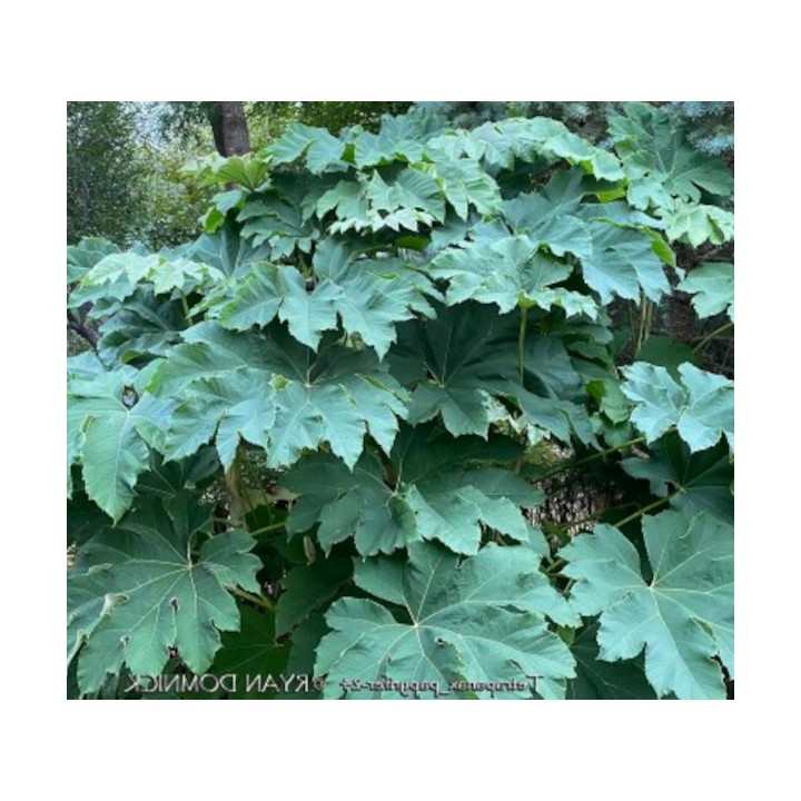 Tetrapanax papyrifer (Arbre à papier de riz)