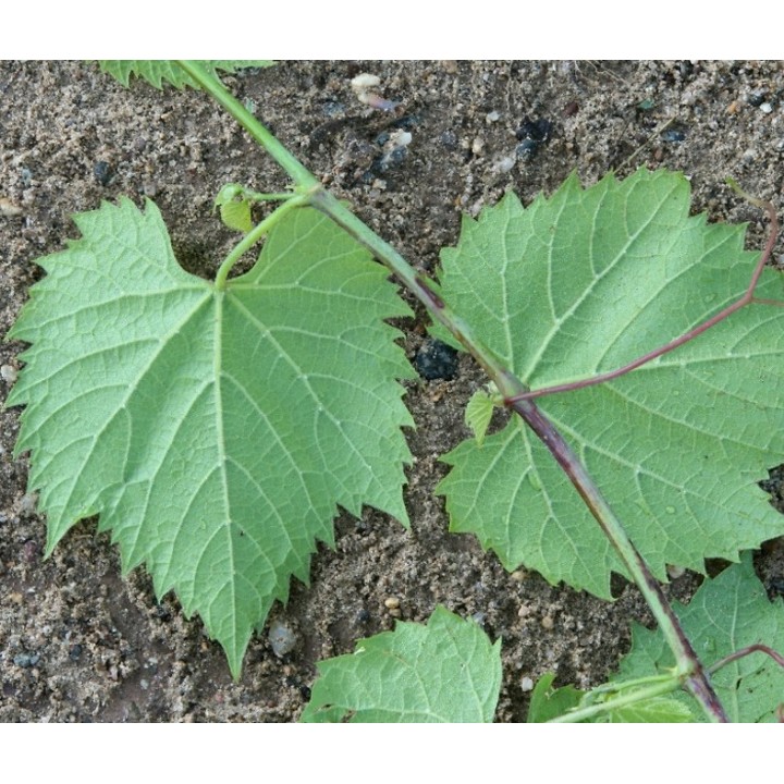 Vigne à raisin rouge (Vitis labrusca Spulga)