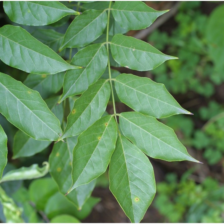 Glycine sinensis var. Flore Pleno (Glycine de Chine)