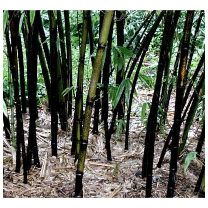 Phyllostachys nigra (bambou noir)