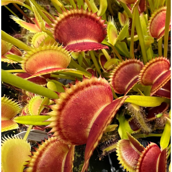 Dionée muscipula (Dionée, Attrape-mouches de Vénus)