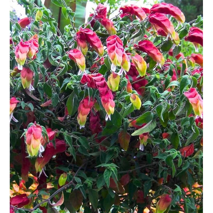 Beloperone guttata (plante crevette) ou  Justicia brandegeana