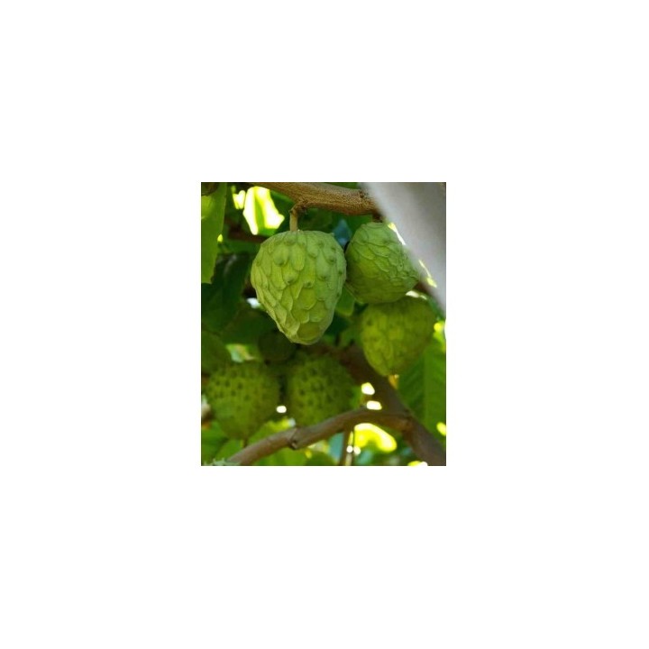 Kit Jardin Exotique – Créez votre oasis tropicale chez vous (4 plantes)