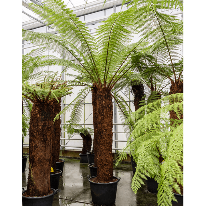 Dicksonia antartica (fougères arborescentes)