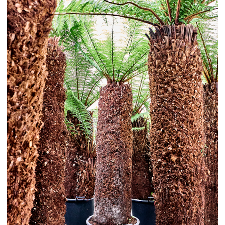 Dicksonia antartica (fougères arborescentes)