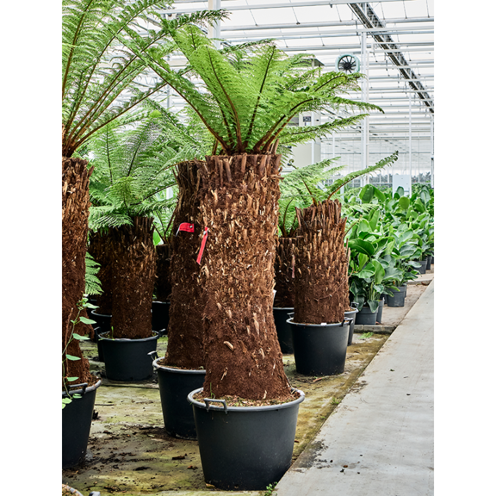 Dicksonia antartica (fougères arborescentes)