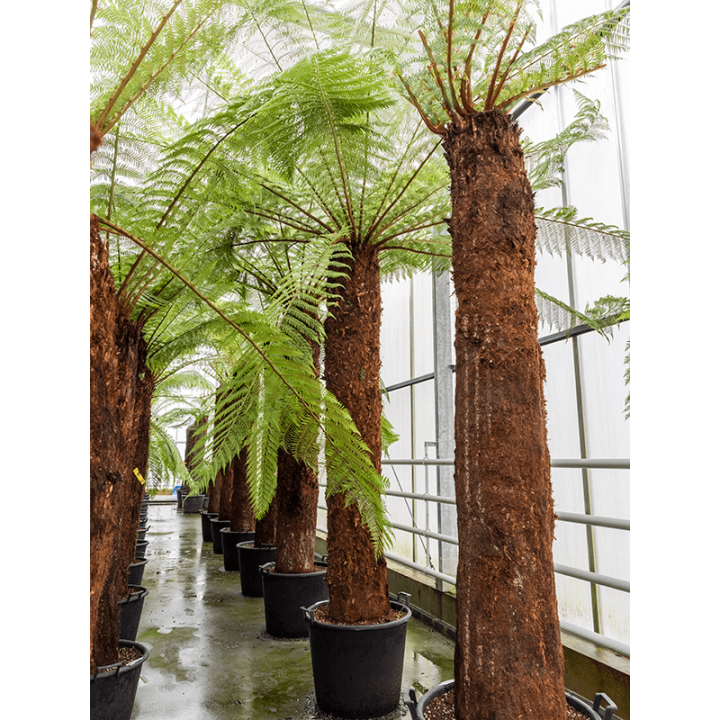 Dicksonia antartica (fougères arborescentes)