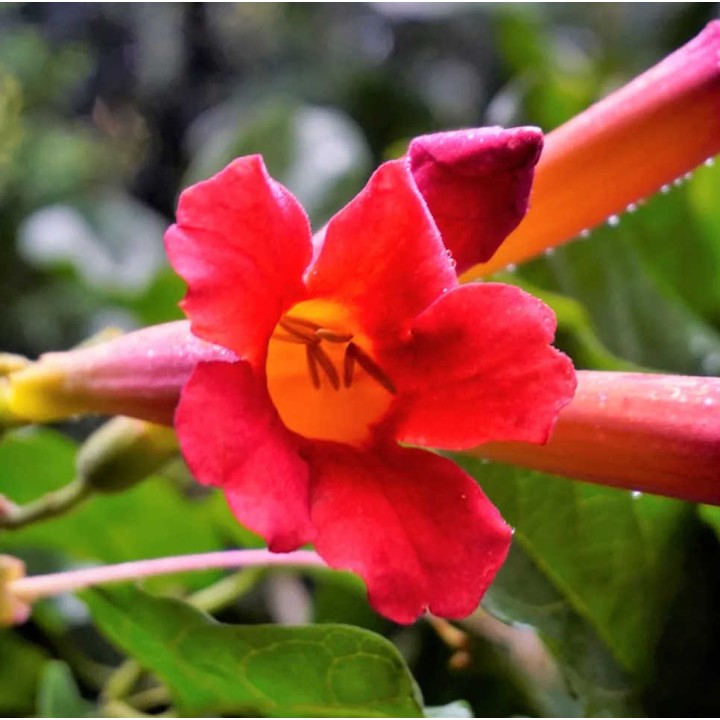 Amphilophium buccinatorium (trompette mexicaine)