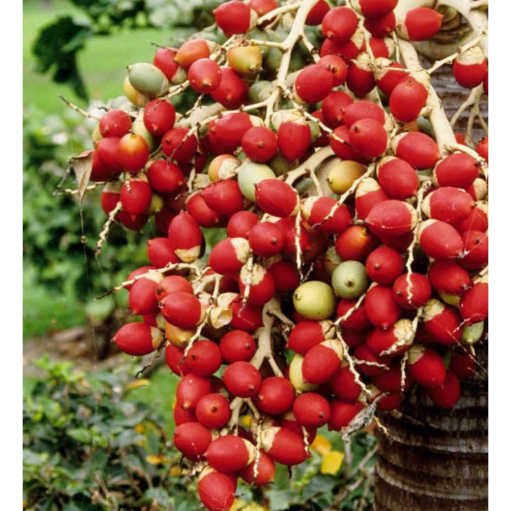 Areca triandra