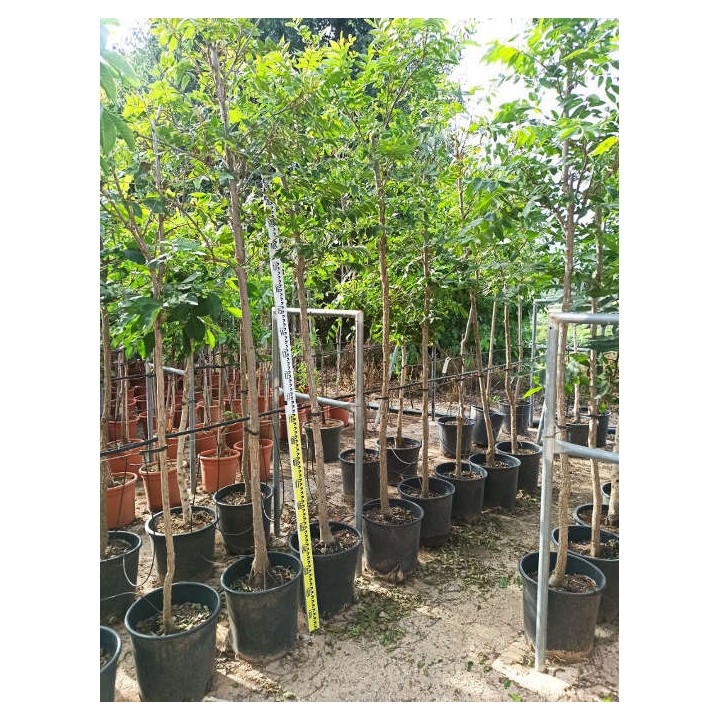 Carya illinoinensis ADULTE (noix de Pecan, pacanier)
