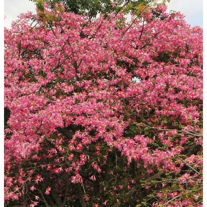 Chorisia speciosa syn ceiba (Bombax - Chorisie - Chorisier - Fromager - Kapok)