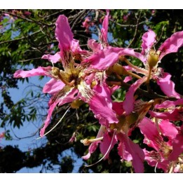 Chorisia speciosa syn ceiba (Bombax - Chorisie - Chorisier - Fromager - Kapok)