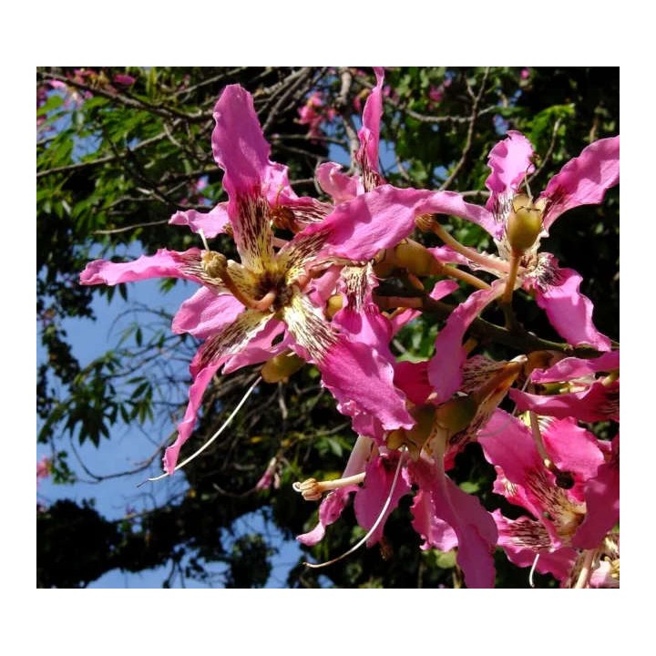 Chorisia speciosa syn ceiba (Bombax - Chorisie - Chorisier - Fromager - Kapok)