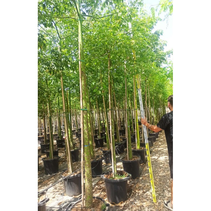 Chorisia speciosa syn ceiba Grande taille (Bombax - Chorisie - Chorisier - Fromager - Kapok)