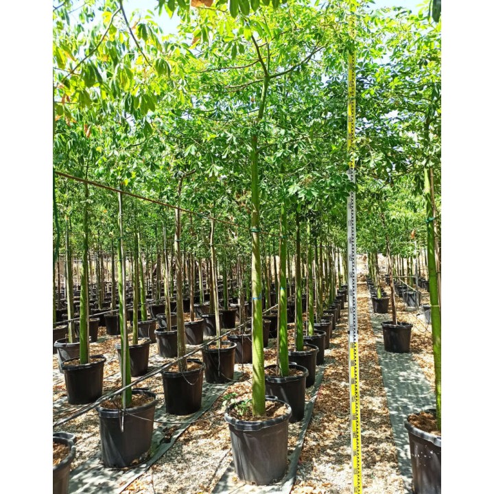 Chorisia speciosa syn ceiba Grande taille (Bombax - Chorisie - Chorisier - Fromager - Kapok)
