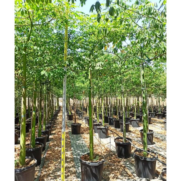 Chorisia speciosa syn ceiba Grande taille (Bombax - Chorisie - Chorisier - Fromager - Kapok)