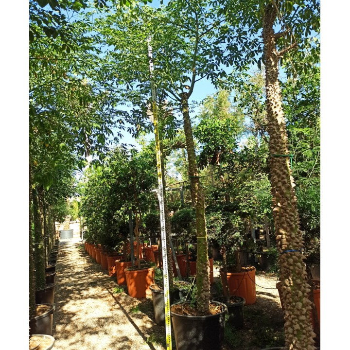 Chorisia speciosa syn ceiba Grande taille (Bombax - Chorisie - Chorisier - Fromager - Kapok)