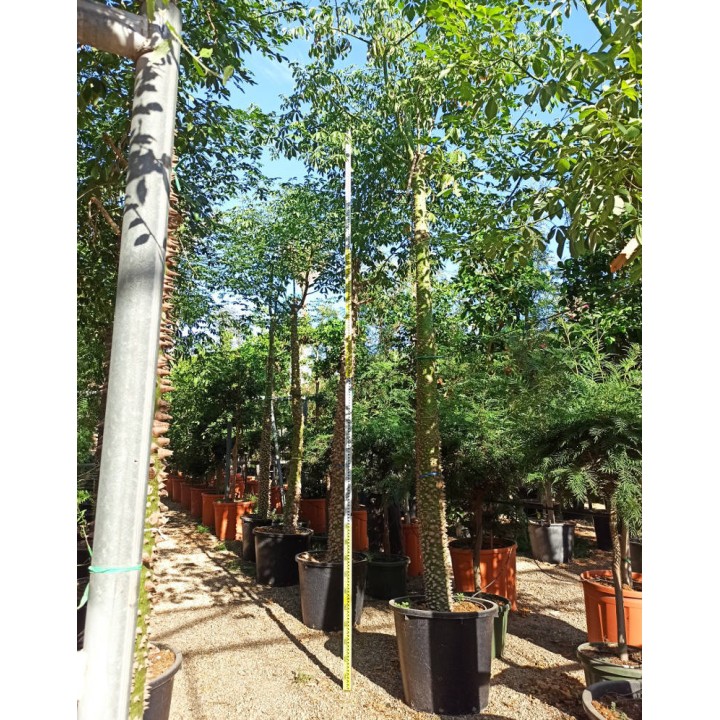 Chorisia speciosa syn ceiba Grande taille (Bombax - Chorisie - Chorisier - Fromager - Kapok)