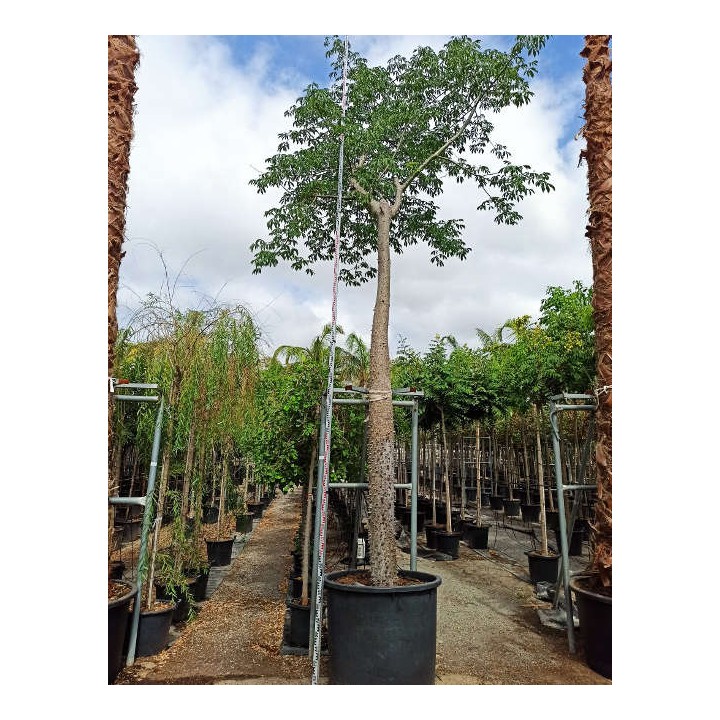 Chorisia speciosa syn ceiba Grande taille (Bombax - Chorisie - Chorisier - Fromager - Kapok)
