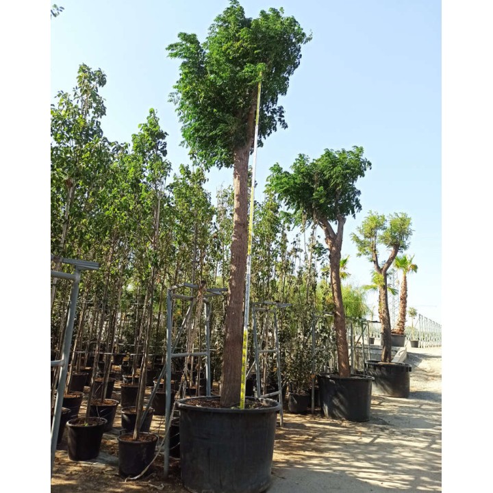Chorisia speciosa syn ceiba Grande taille (Bombax - Chorisie - Chorisier - Fromager - Kapok)