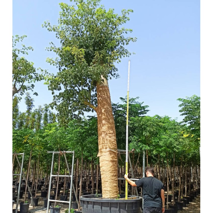 Chorisia speciosa syn ceiba Grande taille (Bombax - Chorisie - Chorisier - Fromager - Kapok)
